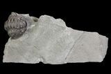 Wide, Enrolled Flexicalymene Trilobite In Shale - Ohio #67664-1